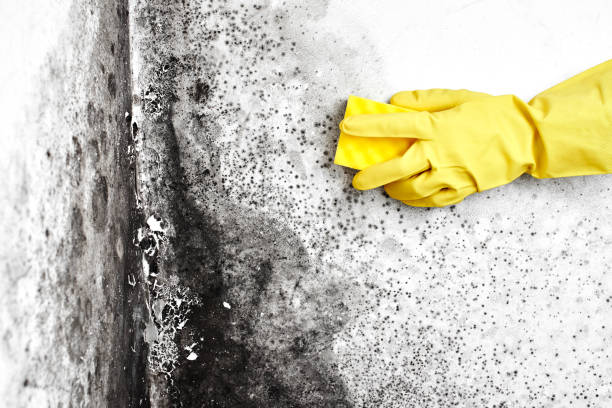 Best Toxic Mold Removal  in Guthrie, OK