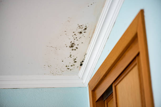Best Office Mold Removal Services  in Guthrie, OK