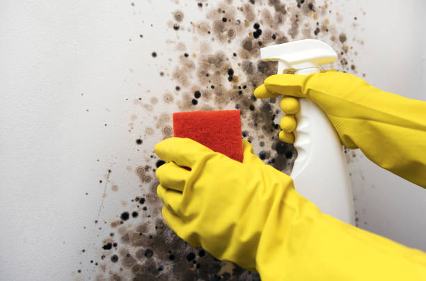 Best Mold Cleaning Services  in Guthrie, OK